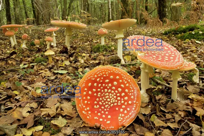 : Fly agaric : Fly agaric
