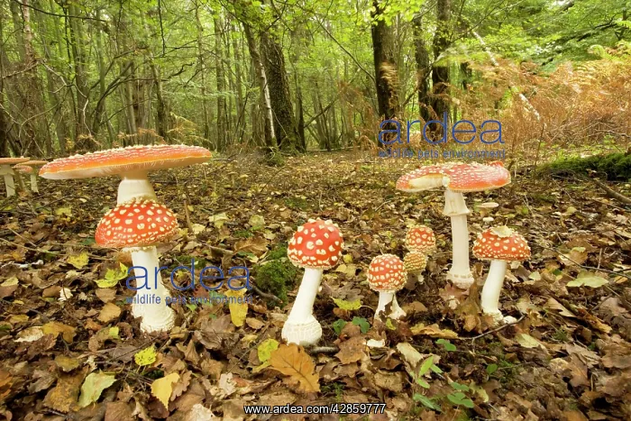 : Fly agaric : Fly agaric