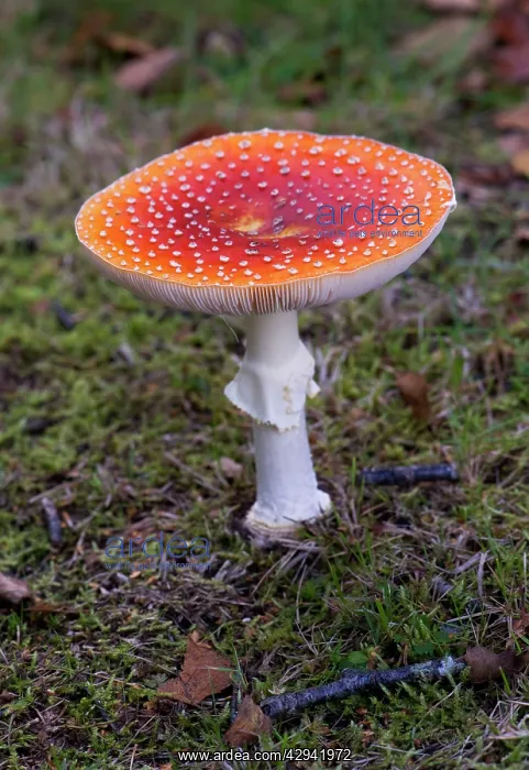 : Fly Agaric : Fly Agaric