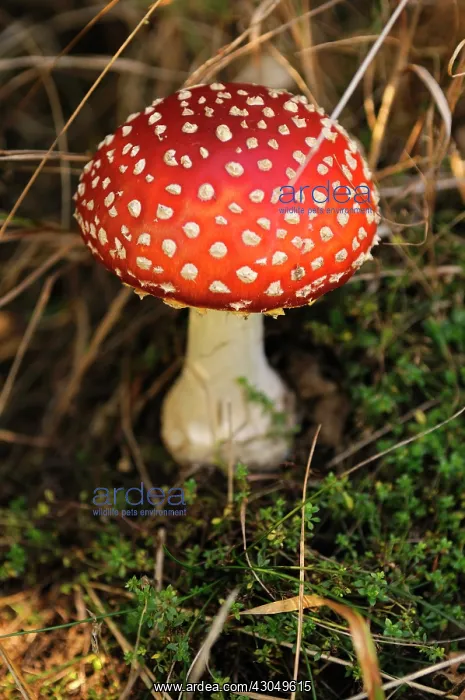 : Fly agaric : Fly agaric