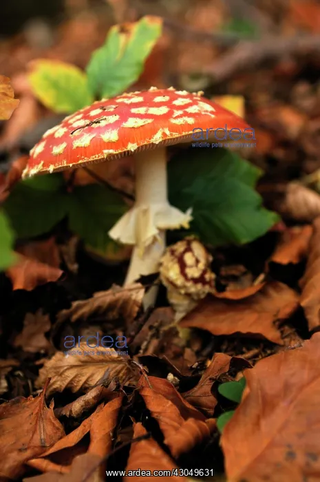 : Fly agaric : Fly agaric
