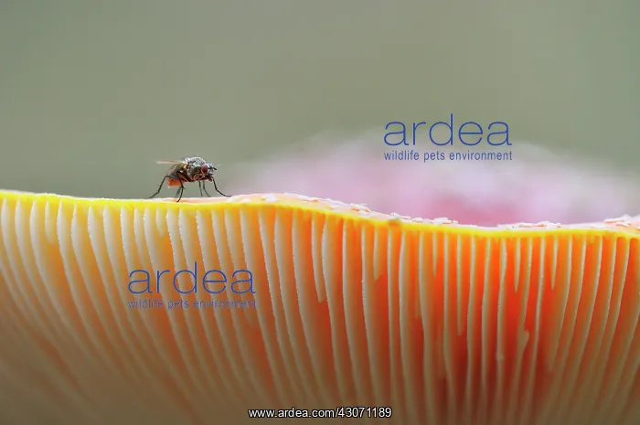 : Fly Agaric : Fly Agaric