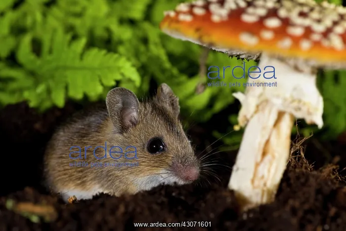 : Fly Agaric : Fly Agaric