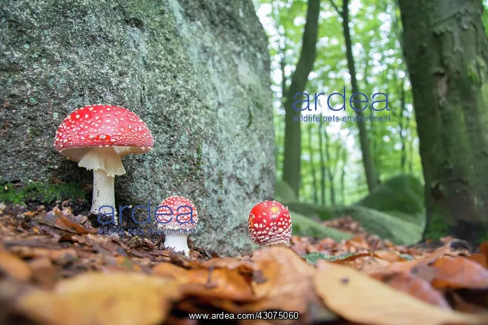: Fly Agaric : Fly Agaric
