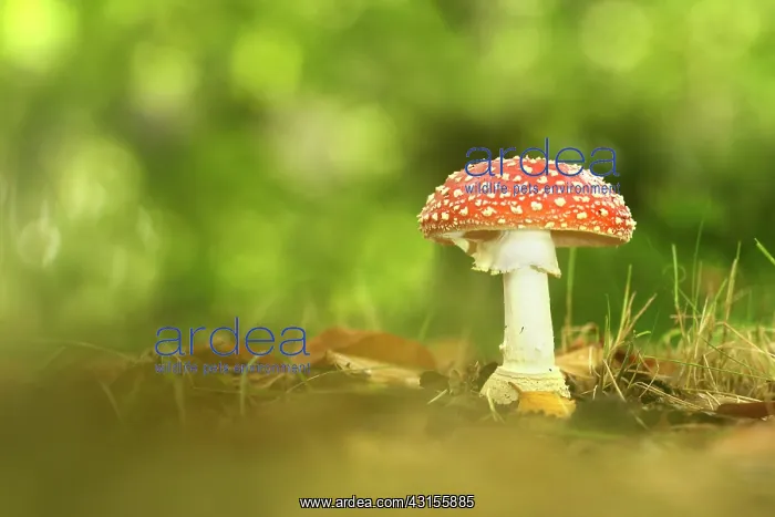 : Fly Agaric : Fly Agaric