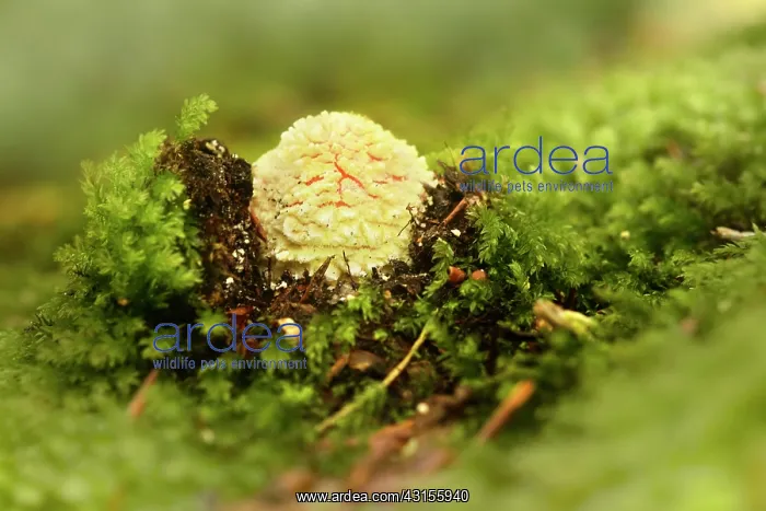 : Fly Agaric : Fly Agaric