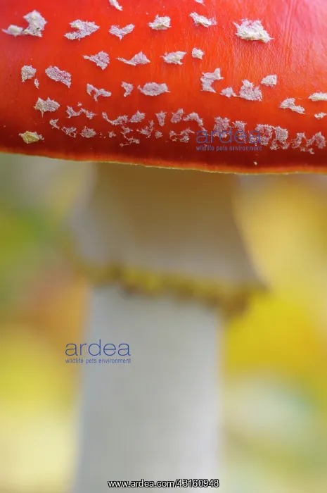 : Fly Agaric : Fly Agaric