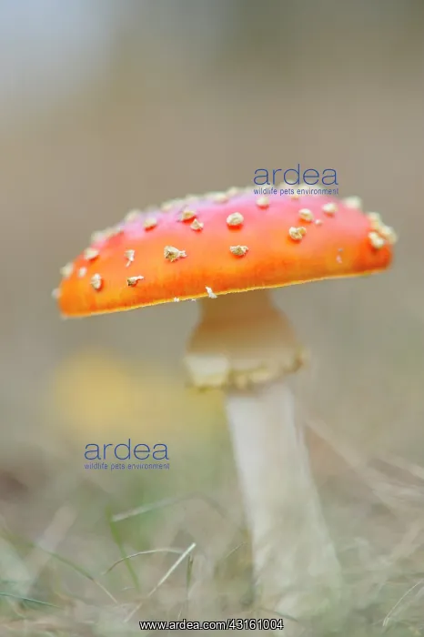 : Fly Agaric : Fly Agaric