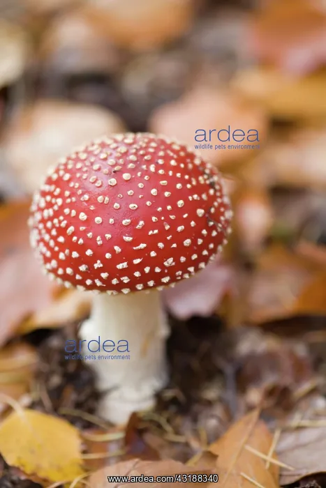 : Fly Agaric : Fly Agaric