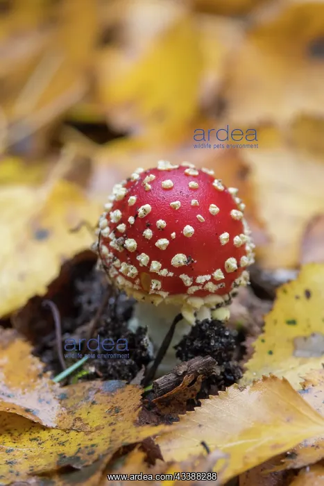 : Fly Agaric : Fly Agaric