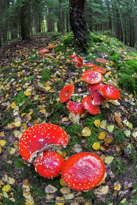 : Fly Agaric / Amanita - fruiting bodies in forest : Fly Agaric / Amanita - fruiting bodies in forest