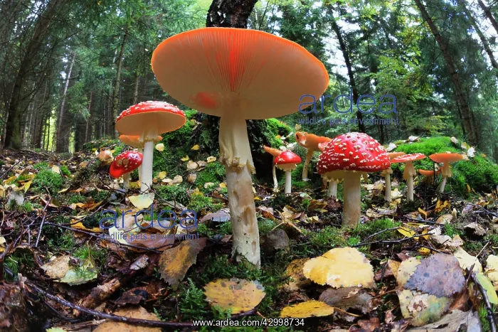 : Fly Agaric / Amanita - fruiting bodies in forest : Fly Agaric / Amanita - fruiting bodies in forest