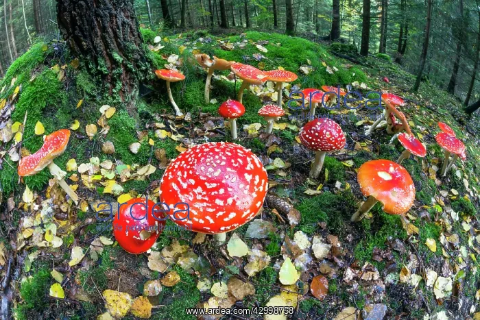: Fly Agaric / Amanita - fruiting bodies in forest : Fly Agaric / Amanita - fruiting bodies in forest
