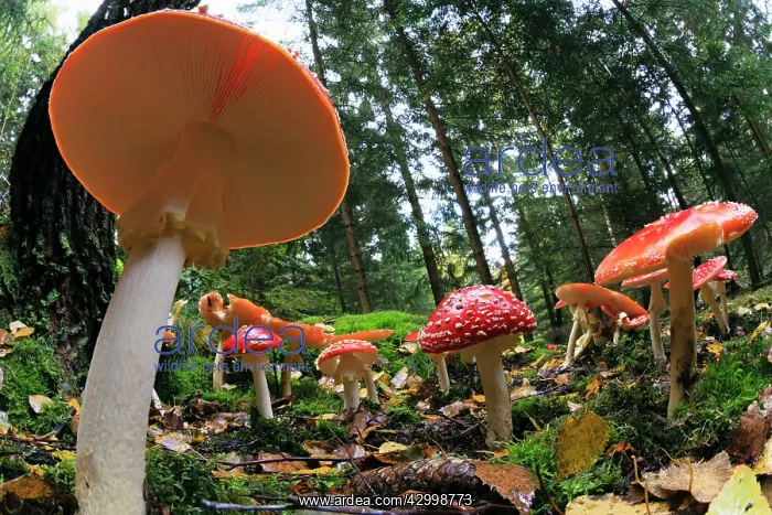 : Fly Agaric / Amanita - fruiting bodies in forest : Fly Agaric / Amanita - fruiting bodies in forest