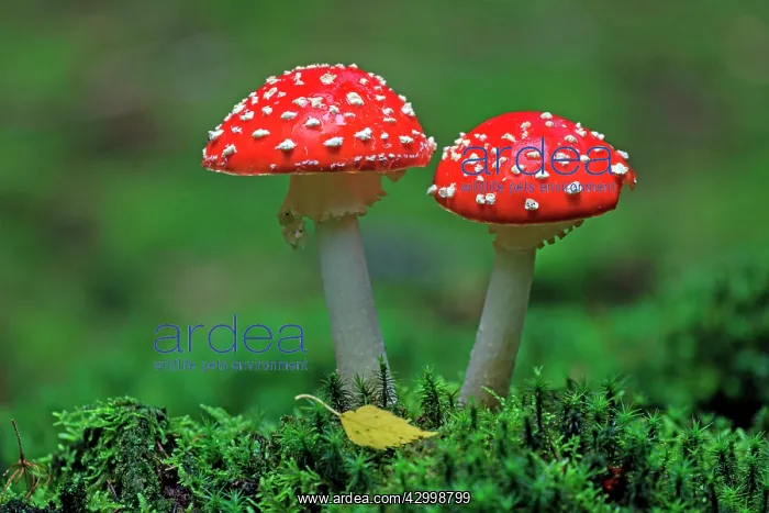  : Fly Agaric  /  Amanita - fruiting bodies in forest