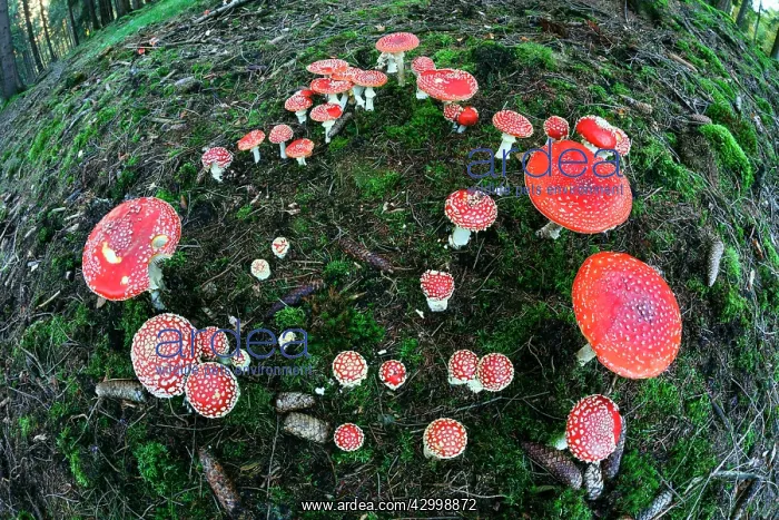 : Fly Agaric / Amanita - fruiting bodies in forest : Fly Agaric / Amanita - fruiting bodies in forest