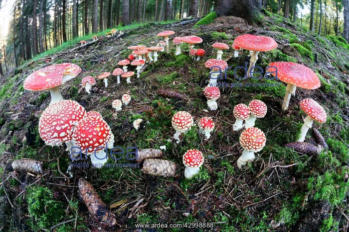 : Fly Agaric / Amanita - fruiting bodies in forest : Fly Agaric / Amanita - fruiting bodies in forest