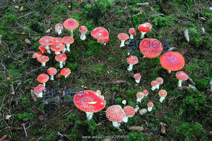  : Fly Agaric  /  Amanita - fruiting bodies in forest