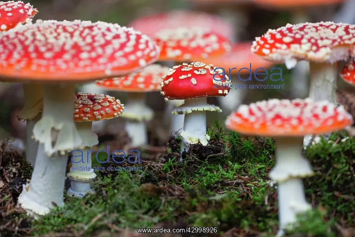 : Fly Agaric / Amanita - fruiting bodies in forest : Fly Agaric / Amanita - fruiting bodies in forest