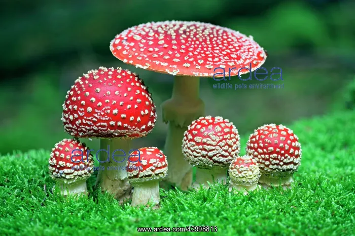 : Fly Agaric / Amanita - fruiting bodies growing in : Fly Agaric / Amanita - fruiting bodies growing in