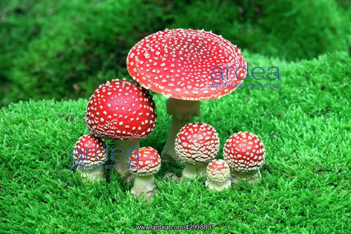  : Fly Agaric  /  Amanita - fruiting bodies growing in
