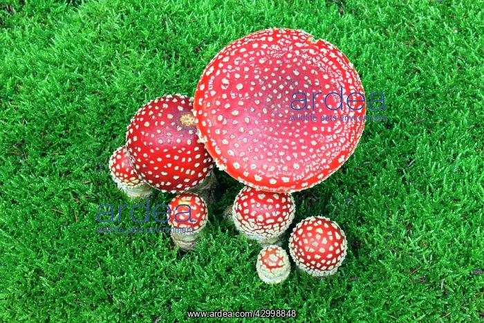 : Fly Agaric / Amanita - fruiting bodies growing in : Fly Agaric / Amanita - fruiting bodies growing in