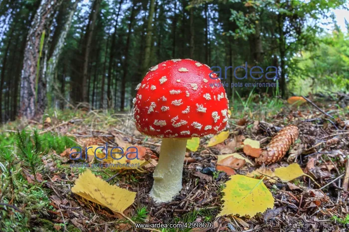 : Fly Agaric / Amanita - fruiting body in forest : Fly Agaric / Amanita - fruiting body in forest