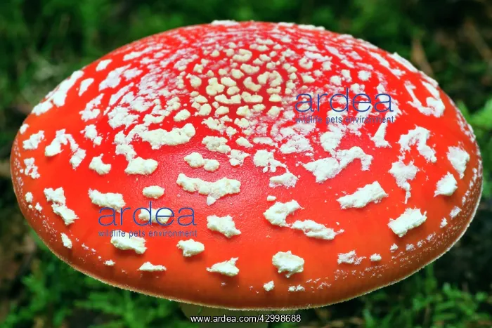 : Fly Agaric / Amanita - fruiting body in forest : Fly Agaric / Amanita - fruiting body in forest