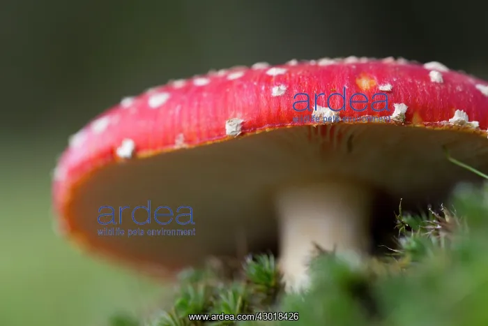 : Fly Agaric / Amanita Fungus : Fly Agaric / Amanita Fungus