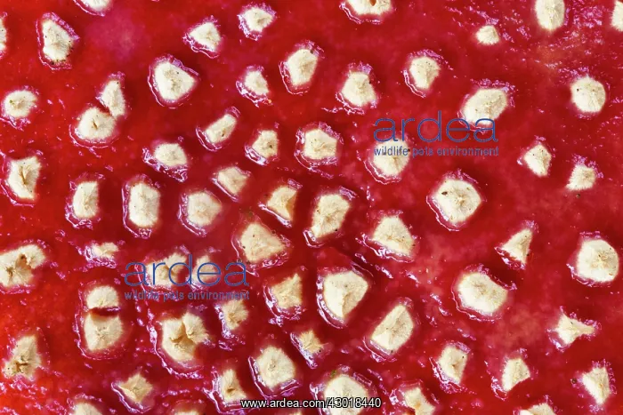  : Fly Agaric  /  Amanita Fungus