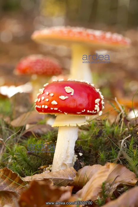 : Fly agaric (Amanita muscaria) : Fly agaric (Amanita muscaria)