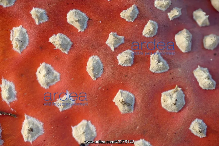 : Fly Agaric (Amanita muscaria) close up of the h : Fly Agaric (Amanita muscaria) close up of the h