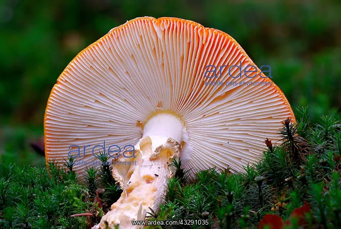 : Fly Agaric (Amanita muscaria) fallen down, The : Fly Agaric (Amanita muscaria) fallen down, The