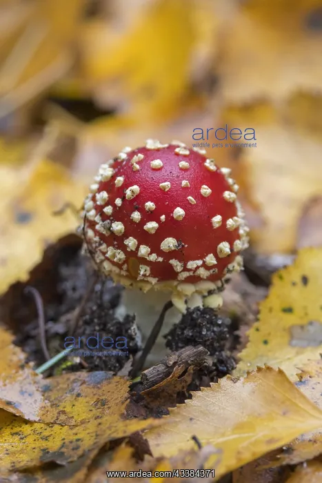  : Fly agaric (Amanita muscaria), fly amanita early