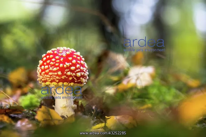 : Fly agaric (Amanita muscaria) on forest floor, Hesse : Fly agaric (Amanita muscaria) on forest floor, Hesse