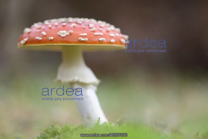 : Fly Agaric (Amanita muscaria) in the forest, Th : Fly Agaric (Amanita muscaria) in the forest, Th