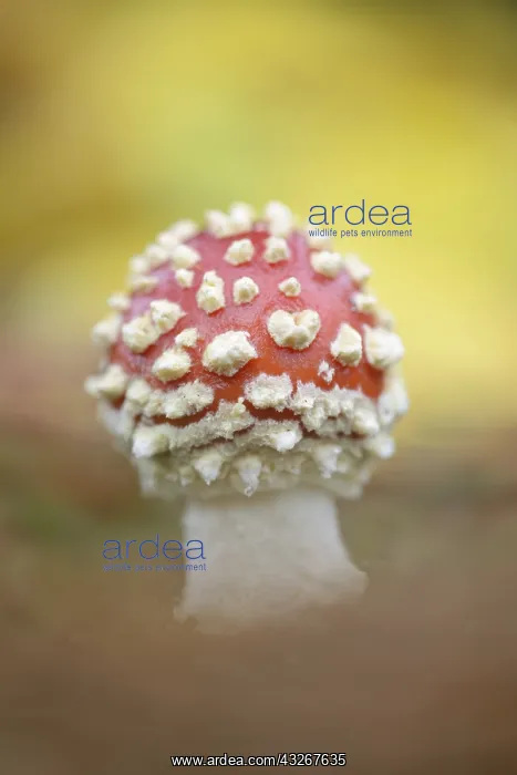 : Fly Agaric (Amanita muscaria) in the forest, Th : Fly Agaric (Amanita muscaria) in the forest, Th