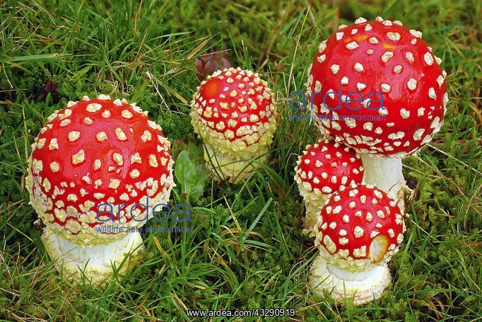 : Fly Agaric (Amanita muscaria) group in close up : Fly Agaric (Amanita muscaria) group in close up