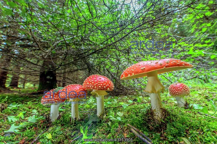 : Fly Agaric (Amanita muscaria), hudge thrust into : Fly Agaric (Amanita muscaria), hudge thrust into