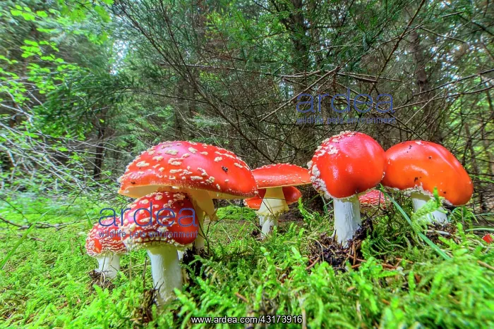 : Fly Agaric (Amanita muscaria), hudge thrust into : Fly Agaric (Amanita muscaria), hudge thrust into