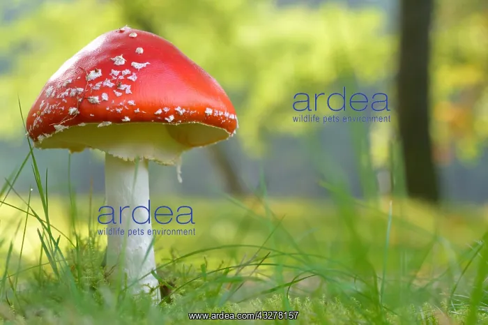: Fly Agaric (Amanita muscaria) mushroom undernea : Fly Agaric (Amanita muscaria) mushroom undernea