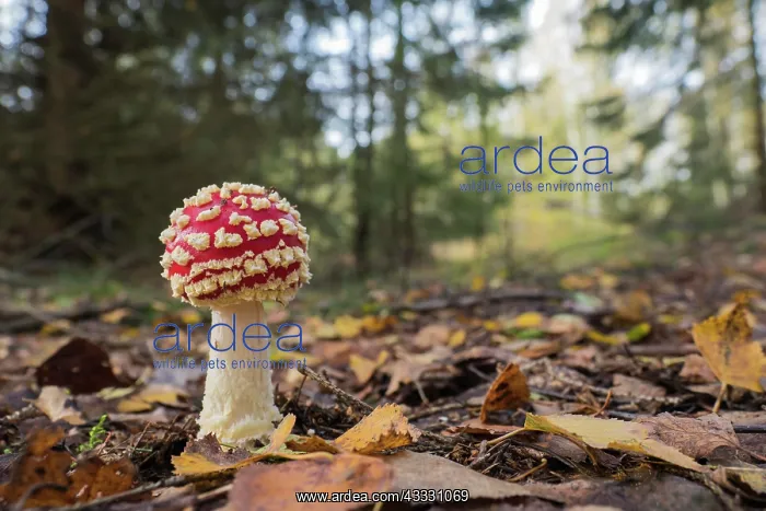 : Fly agaric (Amanita muscaria), mushrooms, Hesse : Fly agaric (Amanita muscaria), mushrooms, Hesse