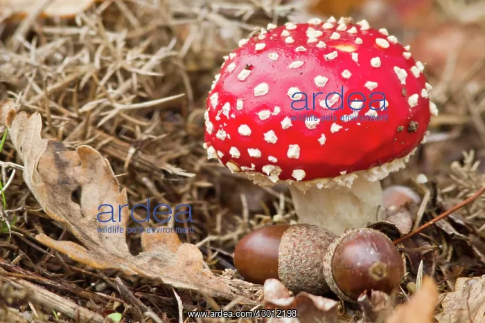 : Fly Agaric in autumn on field with acorns : Fly Agaric in autumn on field with acorns