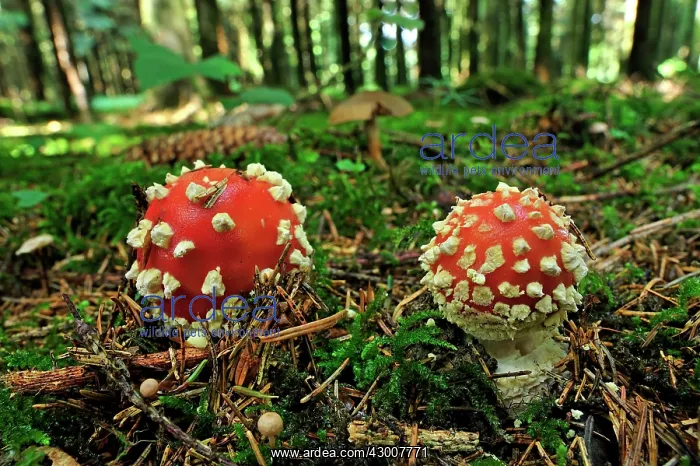 : Fly Agaric Fly Amanita Fungi : Fly Agaric Fly Amanita Fungi