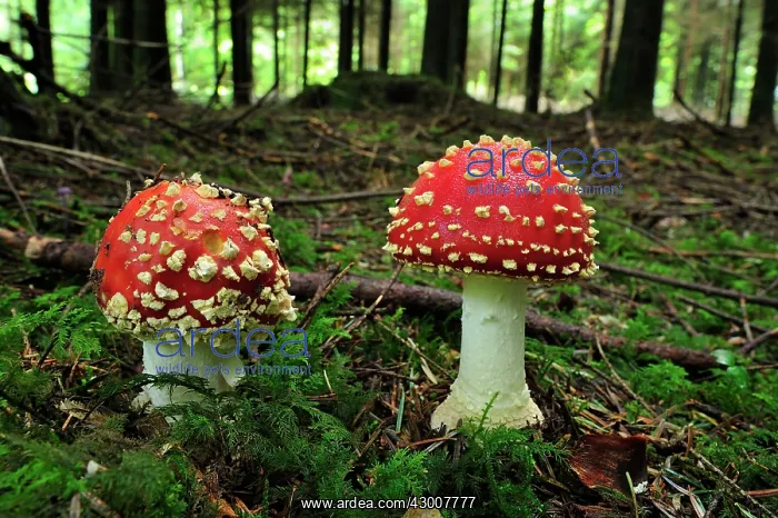 : Fly Agaric Fly Amanita Fungi : Fly Agaric Fly Amanita Fungi