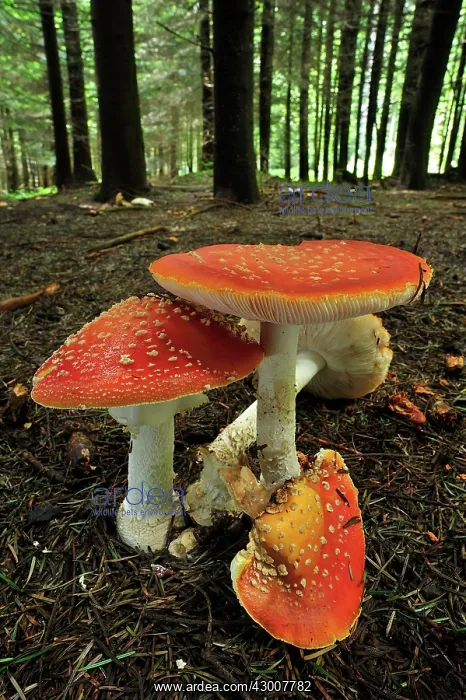 : Fly Agaric Fly Amanita Fungi : Fly Agaric Fly Amanita Fungi