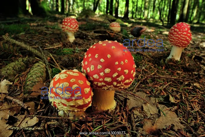 : Fly Agaric Fly Amanita Mushrooms Fungi : Fly Agaric Fly Amanita Mushrooms Fungi
