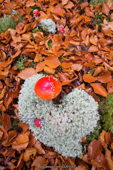 : Fly Agaric, two fruiting bodies growing in Lichen : Fly Agaric, two fruiting bodies growing in Lichen