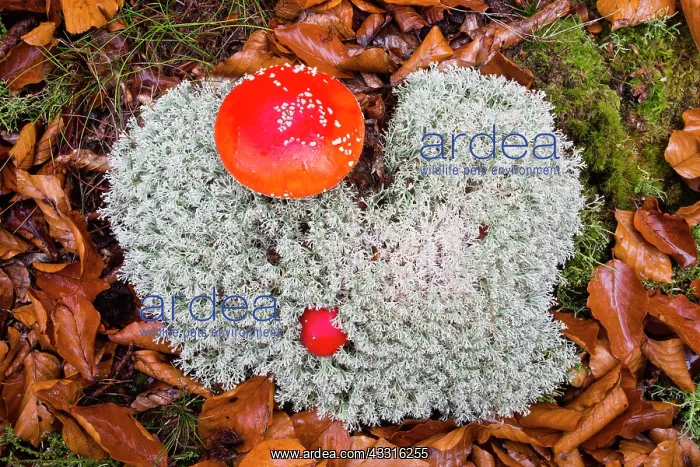 : Fly Agaric, two fruiting bodies growing in Lichen : Fly Agaric, two fruiting bodies growing in Lichen
