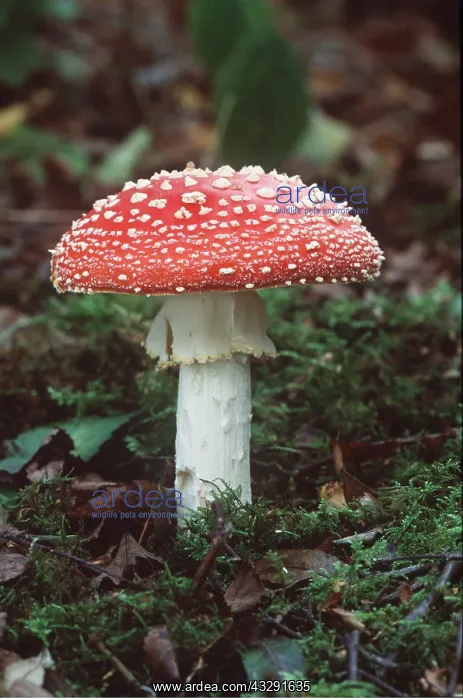 : FLY AGARIC FUNGI : FLY AGARIC FUNGI